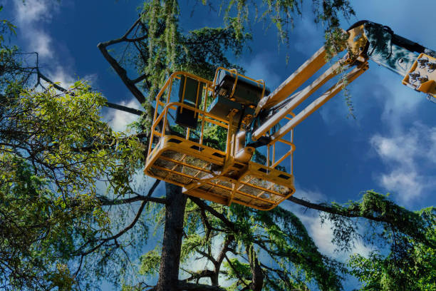 Best Tree Risk Assessment  in Centerport, NY